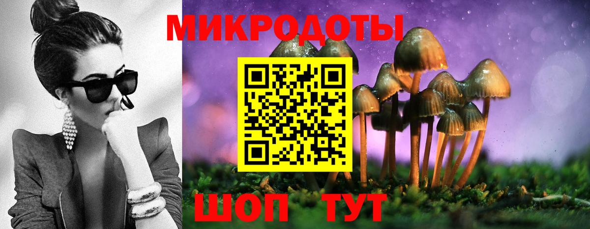 Галлюциногенные грибы Psilocybe Лесозаводск
